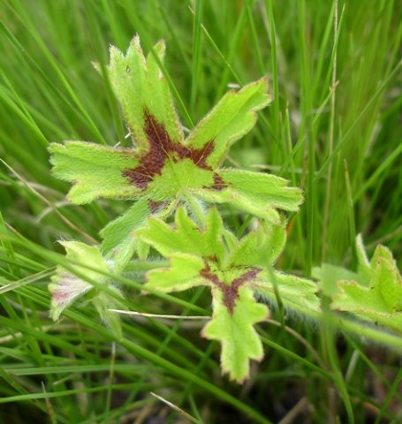 Pelargonium alchemilloides painter&#039;s dream leaves